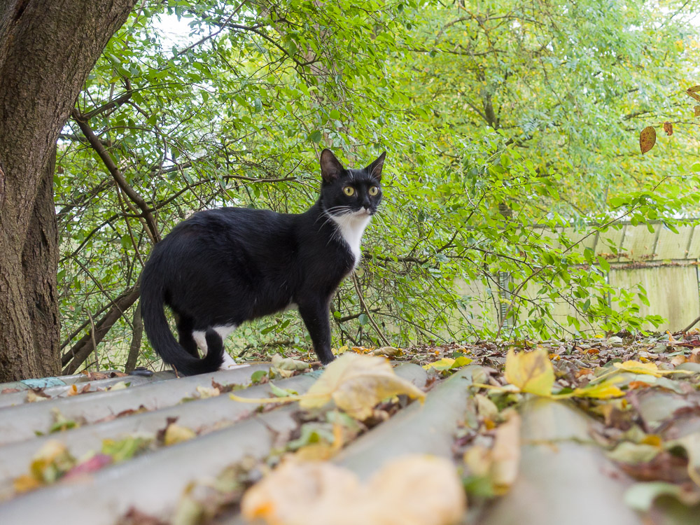 Hanni steht auf einem Wellblechdach im Garten und blickt auf das Herbstlaub