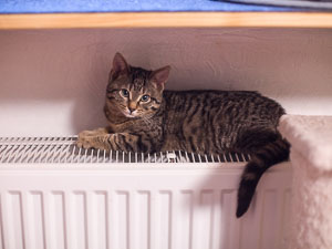 Louisa liegt auf der Heizung