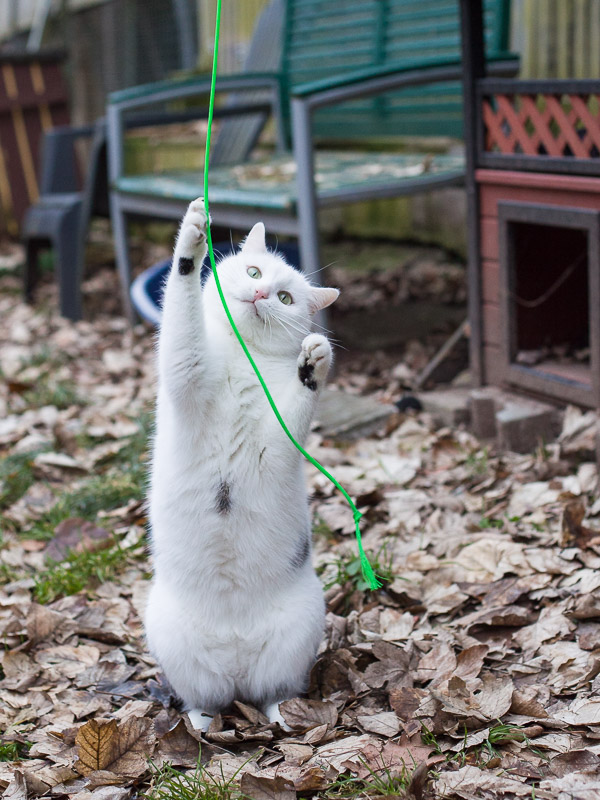 Maxi steht im Garten und greift mit der Vorderpfote nach einem Seil, das vor ihm hängt.