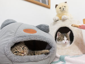 Louisa liegt auf der Heizung