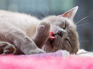 Minou liegt entspannt auf einer Decke und putzt sich