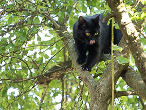 Nora klettert im Baum
