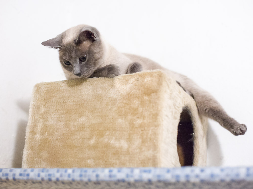 Minou sitzt auf einer Katzenhöhle im Regal und schaut nach unten
