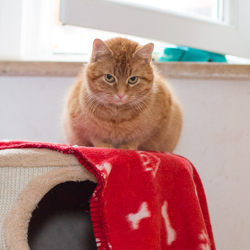 Eine rote Katze sitzt auf einer roten Decke und schaut mit fragendem Blick in die Kamera