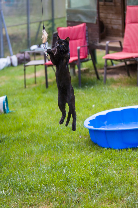 Rocco springt im Garten nach einem Puschel