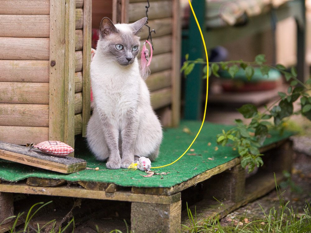 Minou schaut zur Seite