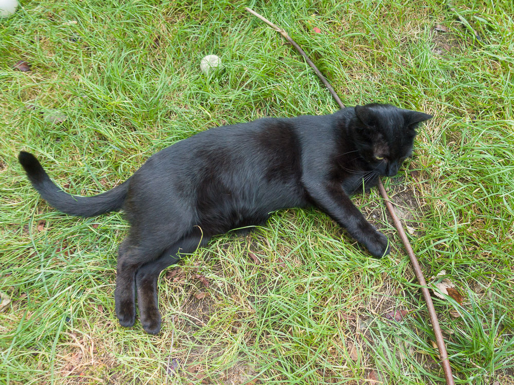 Rocco liegt in der Wiese auf einem Stöckchen