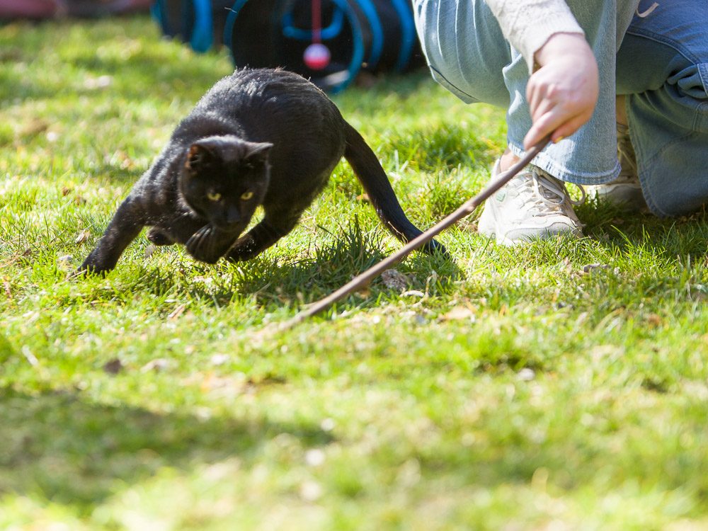 Rocco jagt hinter einem Stöckchen her.