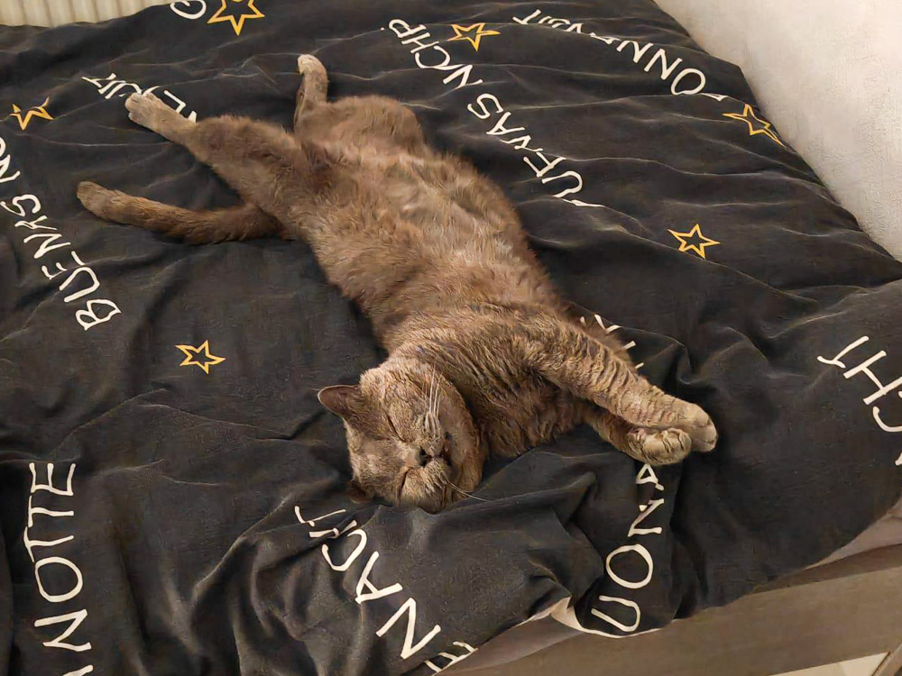 Balou liegt ausgestreckt auf einer Decke und fühlt sich sichtlich wohl.
