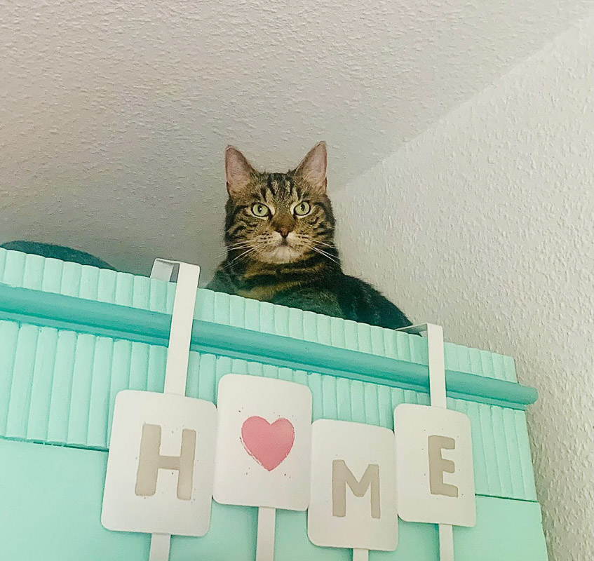 Lucy sitzt auf dem Schrank, der mit den Buchstaben "HOME" dekoriert ist.
