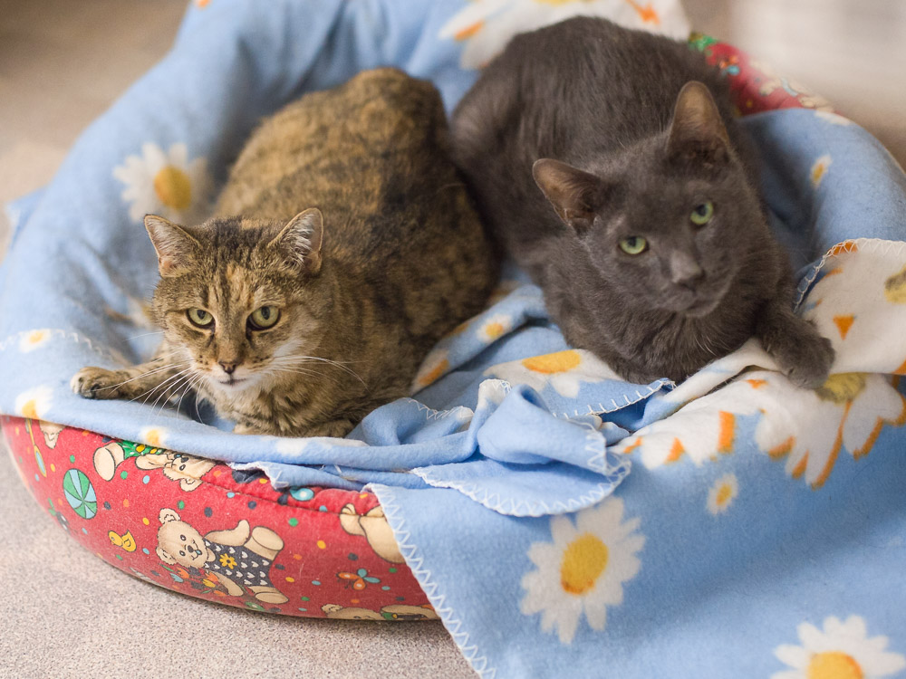 Alice und Minko liegen zusammen in einem Korb