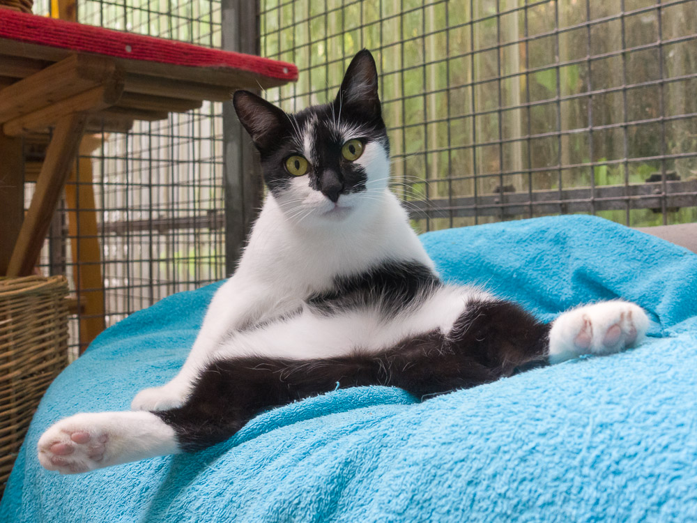 Luna hat es sich auf einer Decke bequem gemacht.