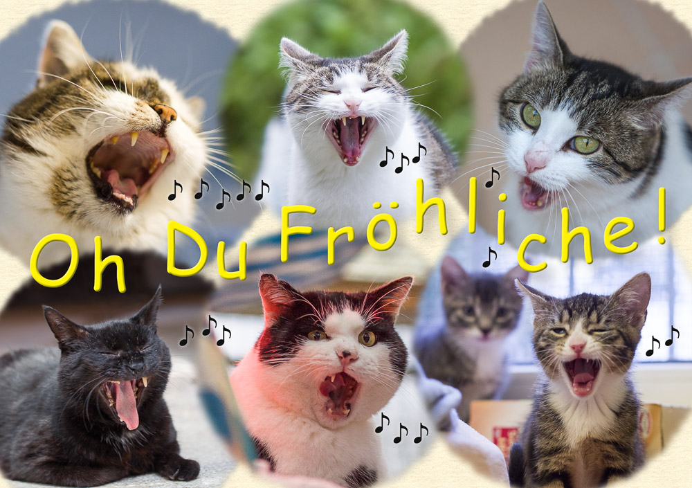 mehrere Katzen "singen"