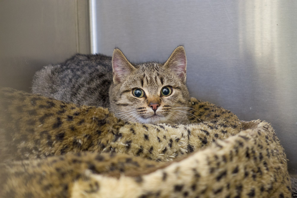 Eine getigerte Katze sitzt in der Quarantänebox