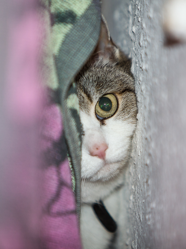 Eine weiß-getigert Katze schaut hinter einem Vorhang hervor. Man sieht nur einen Teil ihres Kopfes.