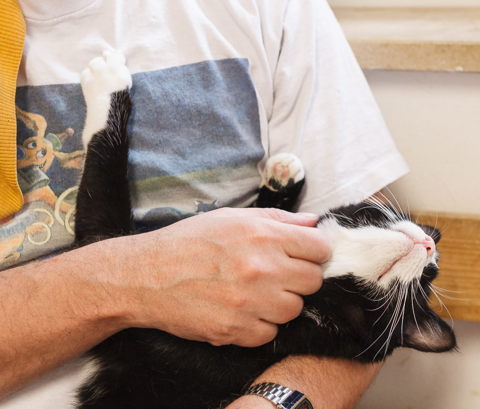 Eine schwarz-weiße Katze liegt in den Armen eines Katzenstreichlers, hat den Kopf nach hinten gestreckt und lässt sich den Hals kraulen.