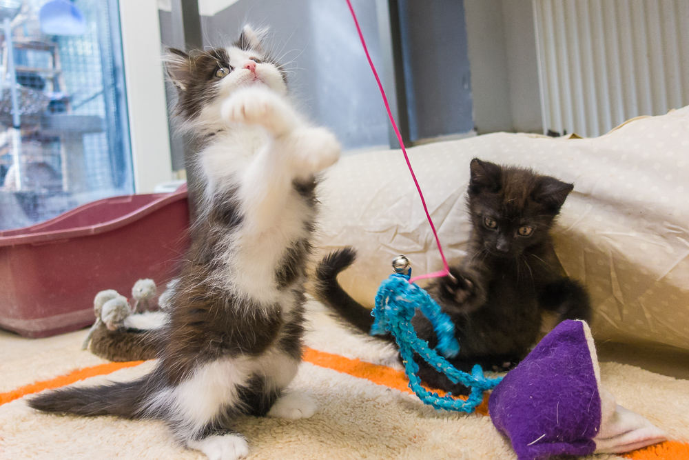 Zwei Katzenkinder greifen nach einem Spielzeug. Die linke von beiden greift im Stehen daneben.
