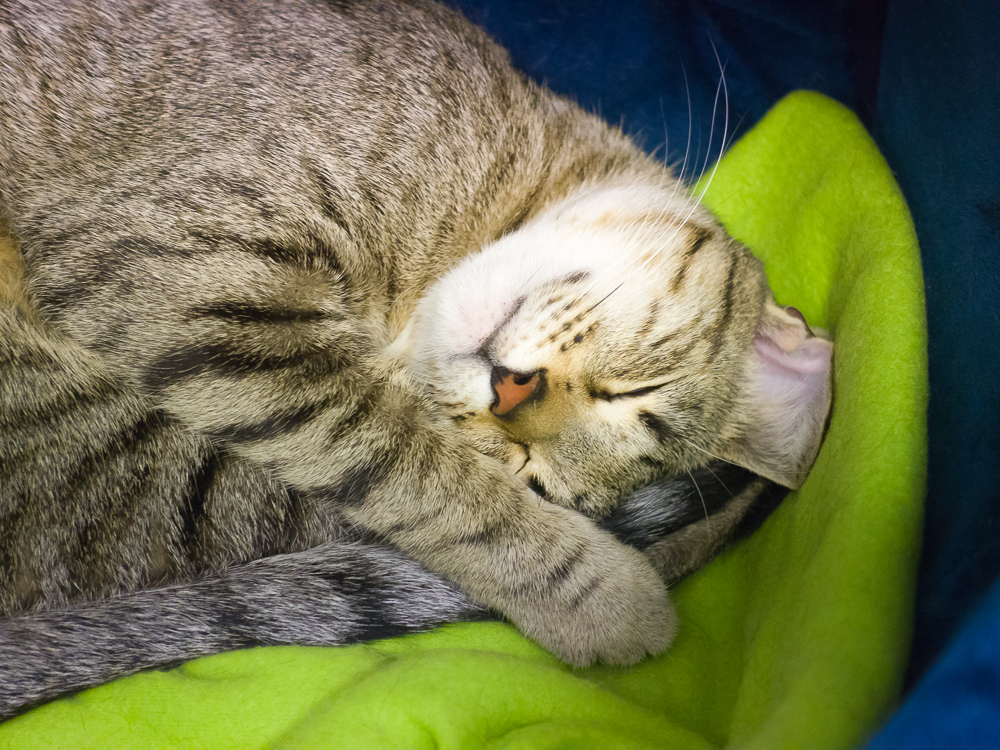 Eine getigerte Katze hat sich in eine Decke gekuschelt und schläft. Ihr linkes Ohr ist umgeschlagen.