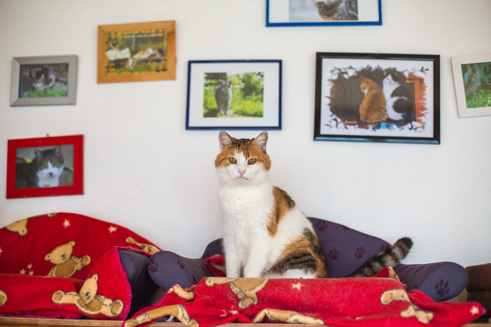 Mimmi sitzt auf dem Katzensofa vor einer Bilderwand