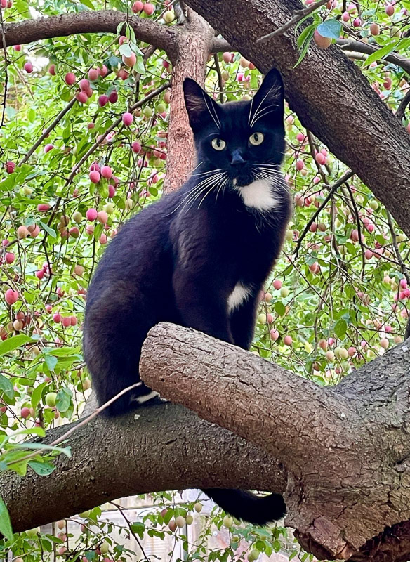 Bella sitzt im Pflaumenbaum