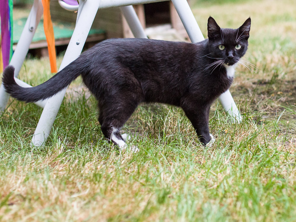 Bella steht im Garten