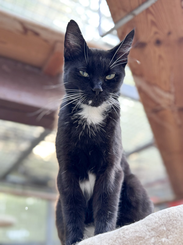 Bella sitzt im Wintergarten auf einem erhöhten Platz.