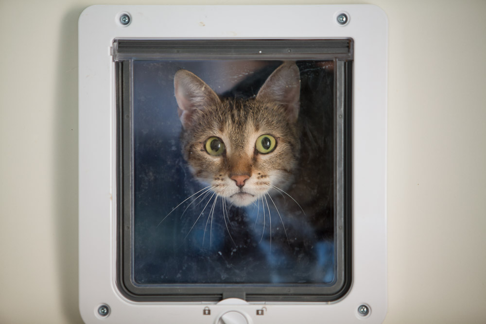 Boo schaut durch die geschlossene Katzenklappe nach außen