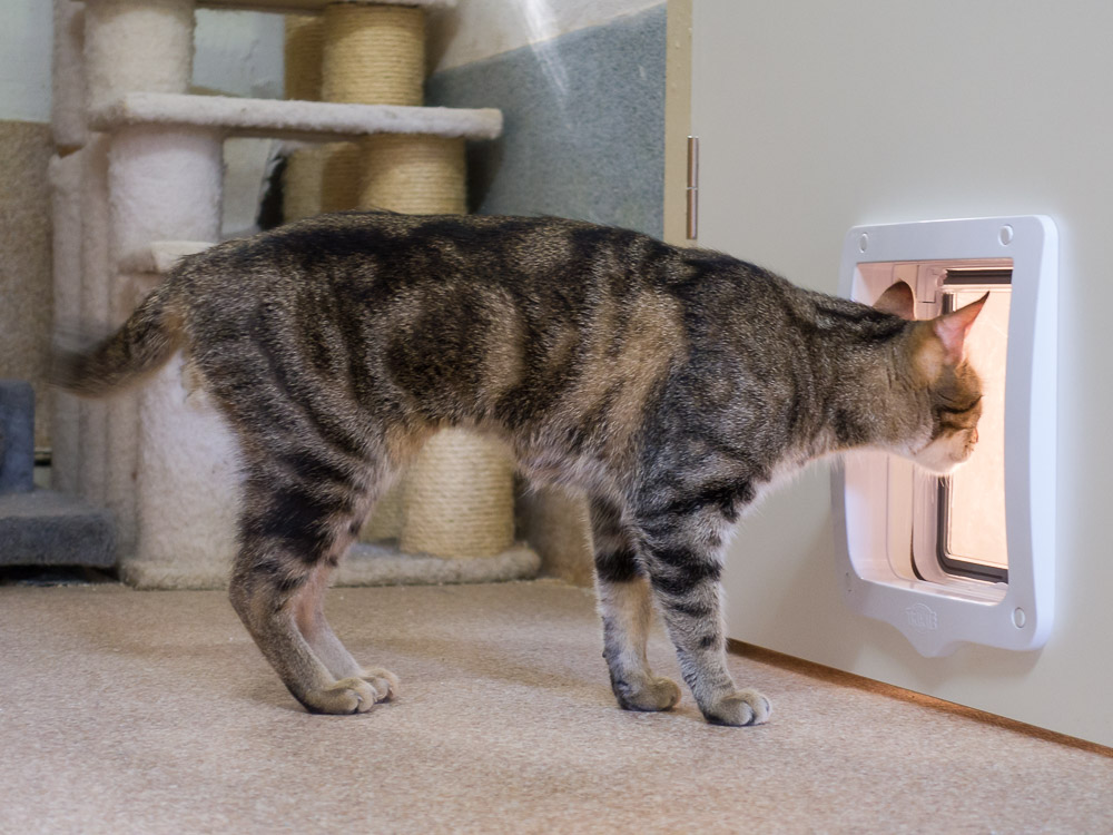 Boo schaut durch die Katzenklappe nach außen