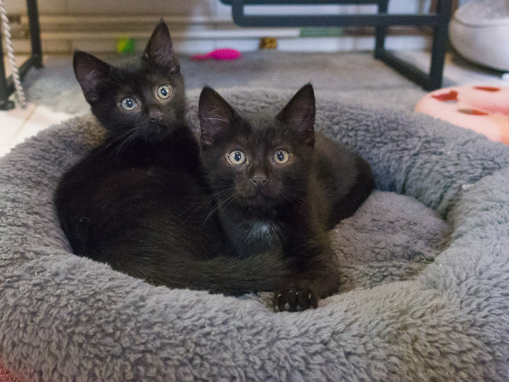 Carla und Charly liegen zusammen in einem Kuschelbett