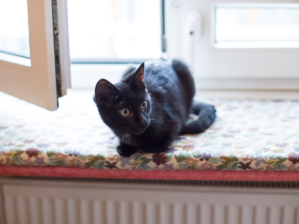 Charly sitzt auf der Fensterbank und schaut in den Raum hinein.