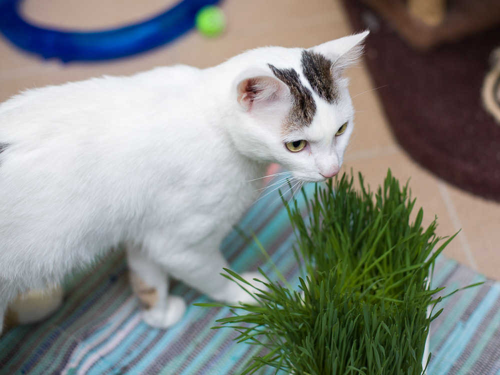 Charly schaut nachdenklich in Richtung Katzengras