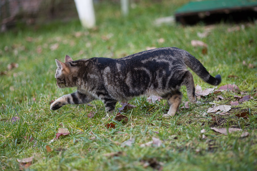 Feli auf Erkundungstour im Garten