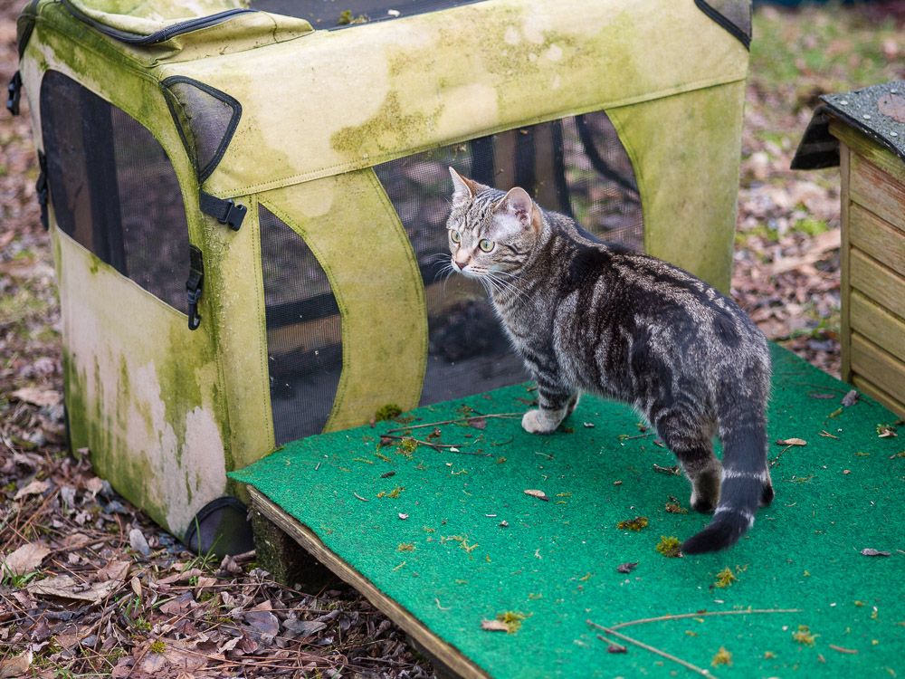 Feli steht im Garten und schaut ganz gebannt zur Seite