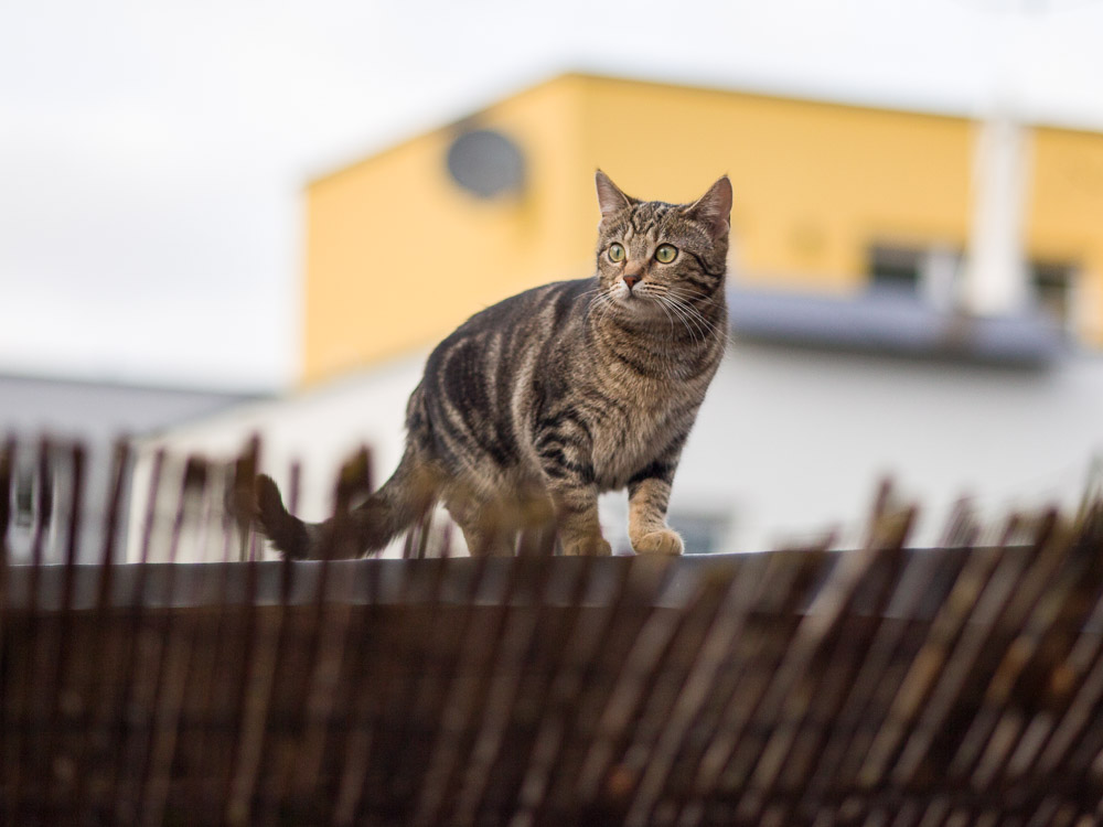 Feli steht erhöht und blickt ganz gebannt zur Seite