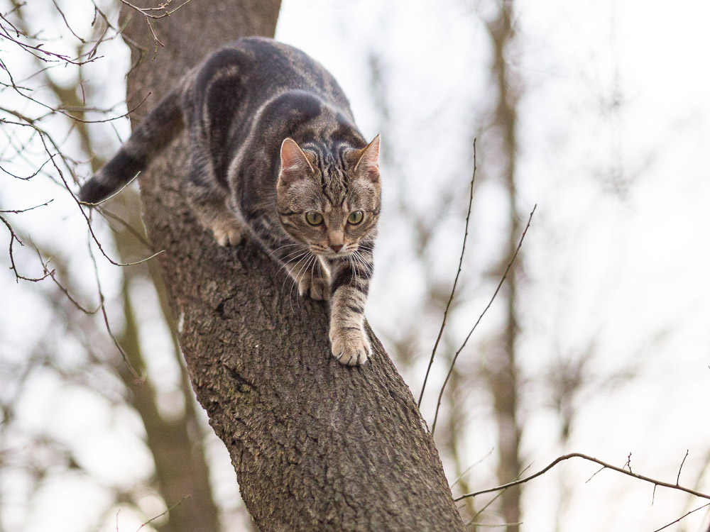 Feli geht gekonnt den Baum hinunter.