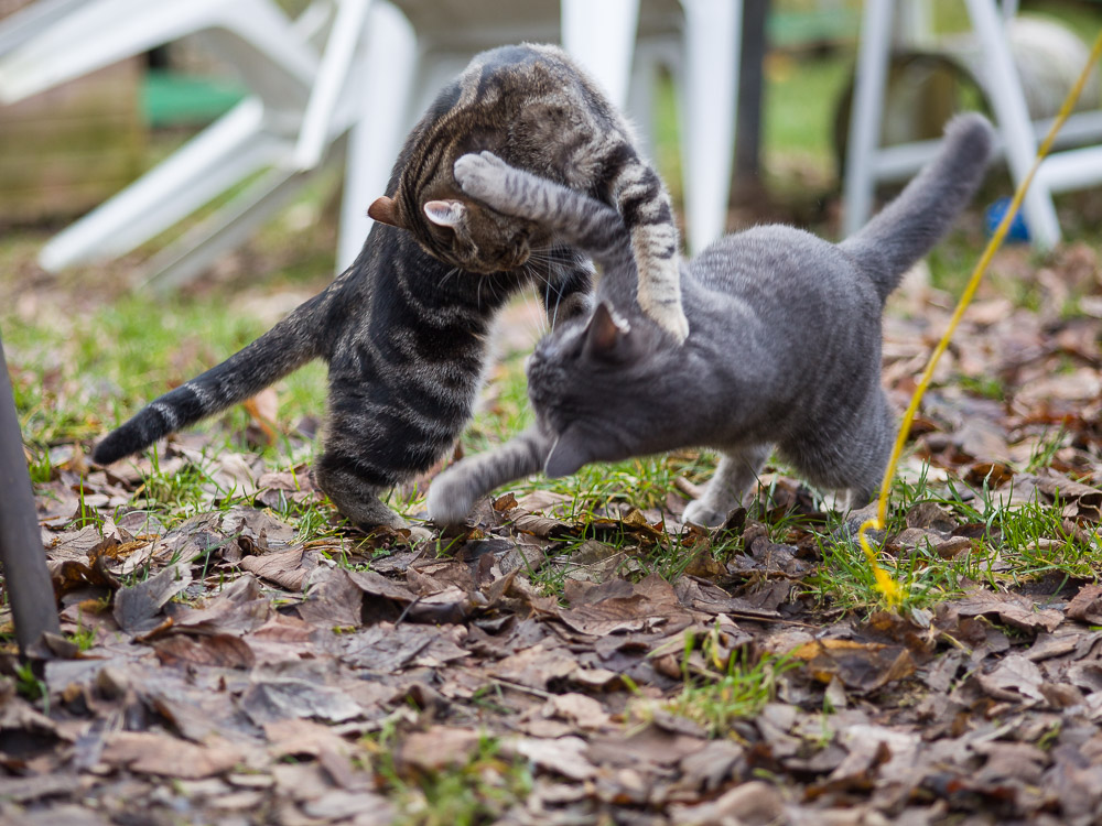 Feli und Freddy spielen im Garten miteinander