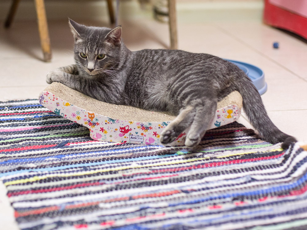 Freddy hat es sich auf einer Katzenliege bequem gemacht