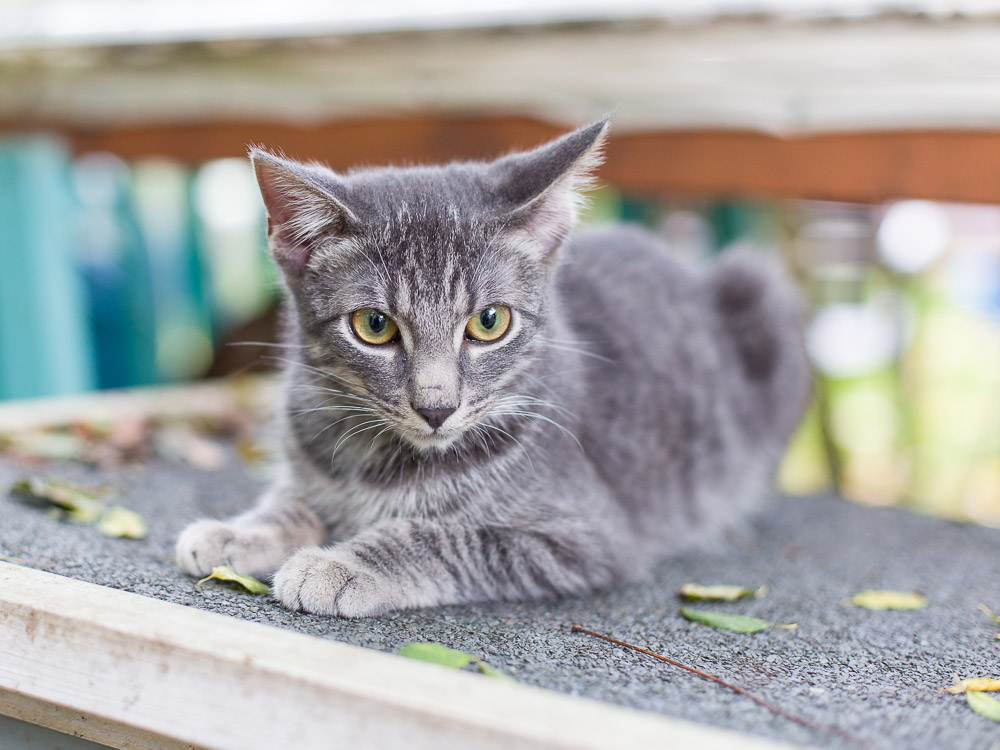 Freddy liegt im Garten