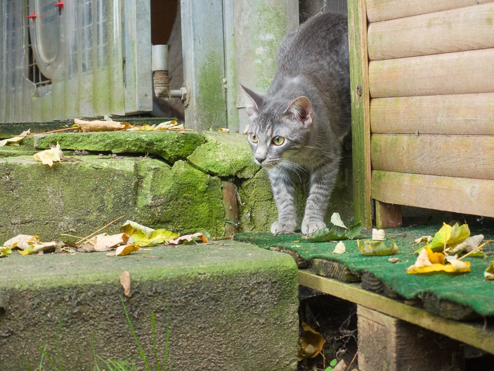 Freddy steht im Garten und schaut ganz interessiert