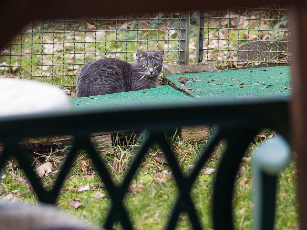 Freddy liegt im Garten und beobachtet seine Umgebung