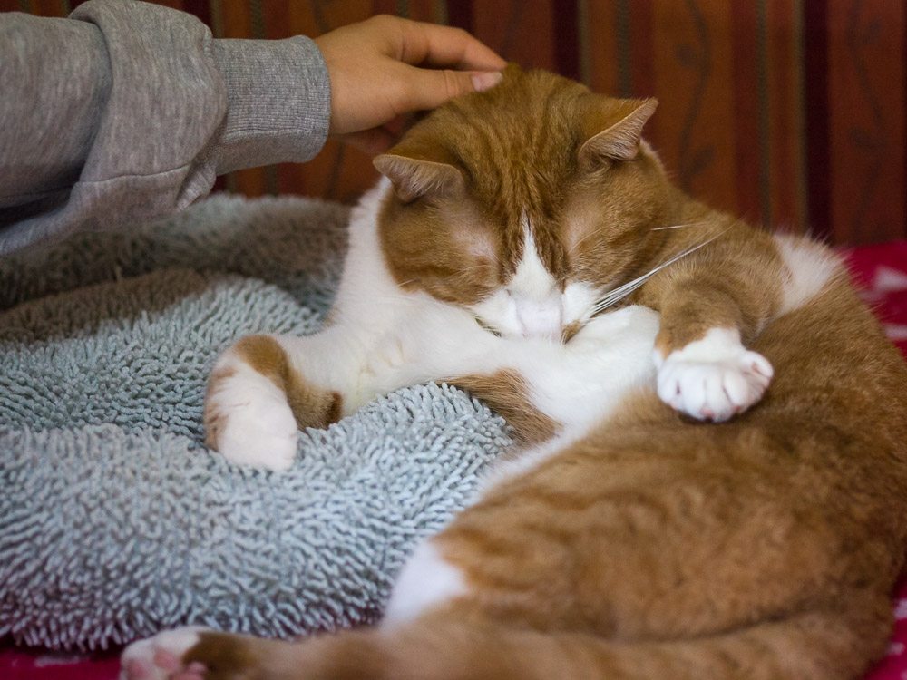 Gismo liegt völlig entspannt auf dem Sofa und wird gekrault