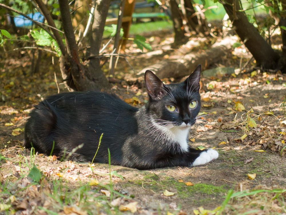 Hanni liegt im Garten unter den Bäumen 