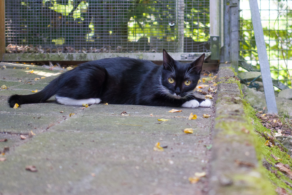 Hanni liegt im Garten