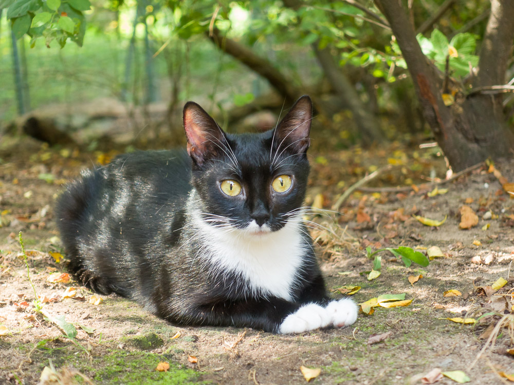 Hanni beobachtet eine andere Katze