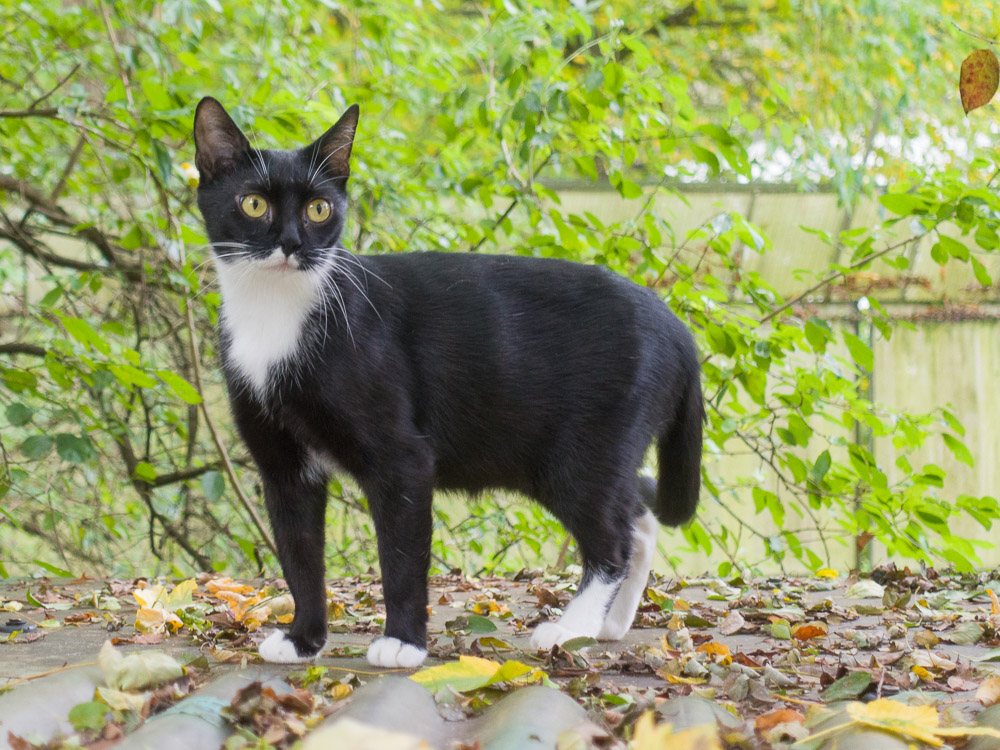 Hanni steht im Garten und schaut ganz interessiert