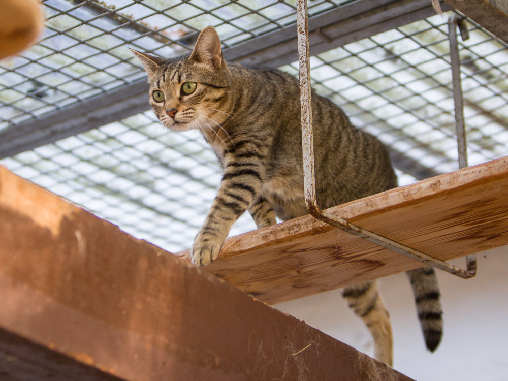 Josy läuft auf Holzbrettern, die unter der Decke hängen