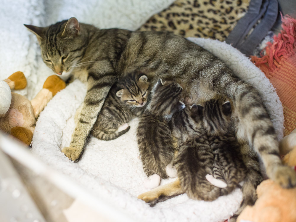 Ayse säugt ihre vier Kitten