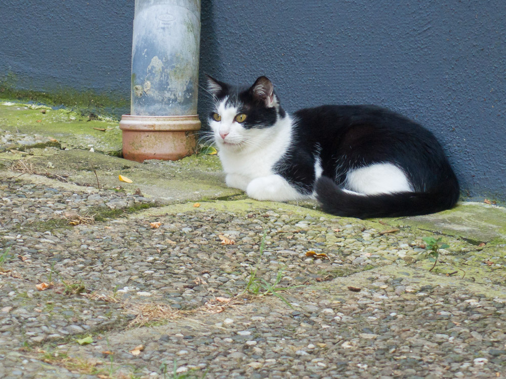 Lillifee liegt im Garten und beobachtet