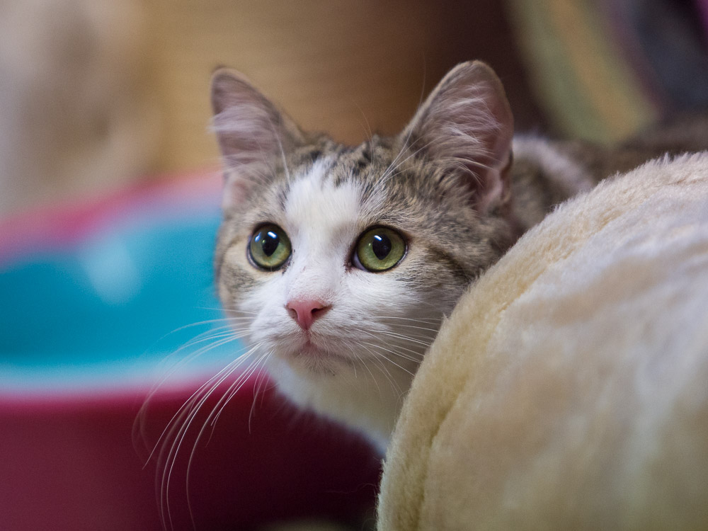 Linus schaut ganz neugierig aus einem Versteck heraus.