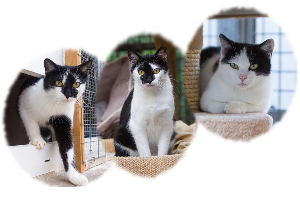Porträts von Luna, Lilo und Lea